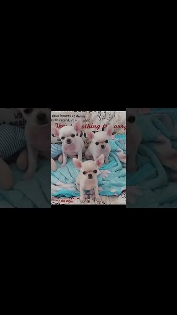 CUTENESS ALERT: Watch This Chihuahua’s Hilarious Antics Unfold!