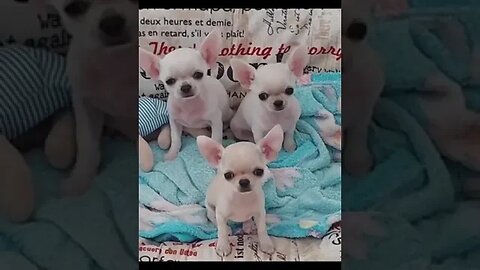 CUTENESS ALERT: Watch This Chihuahua’s Hilarious Antics Unfold!