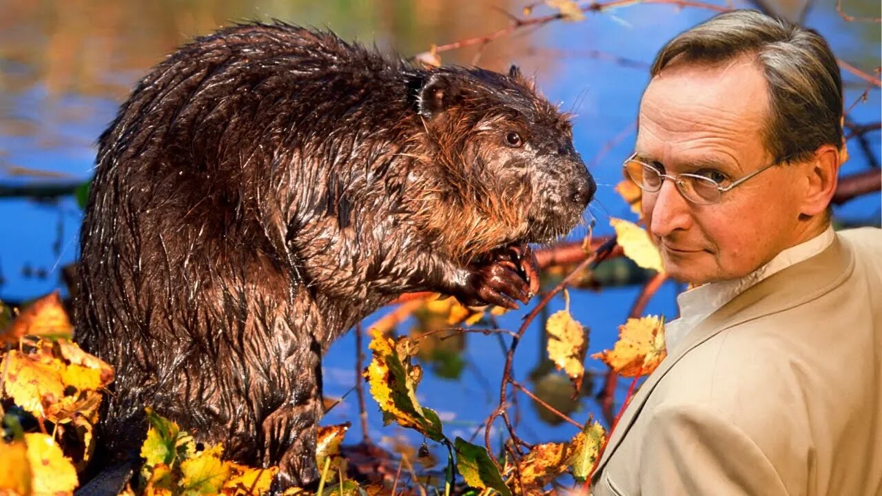 Cejrowski o Falencie, Kubicy i bobrach 2019/06/11 Radiowy Przegląd Prasy Odc. 1002