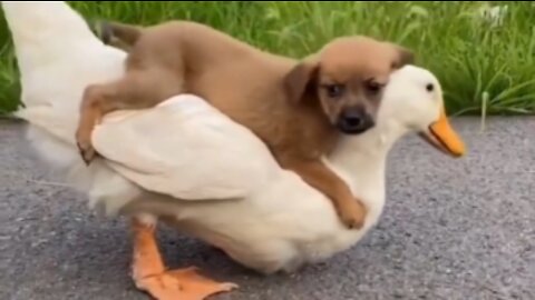 Funny Pets - Funny Dogs 🐶😻 Part 1