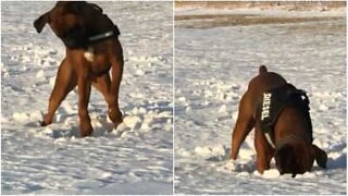 Hund använder sin egen teknik för att få ut en snöboll ur snön