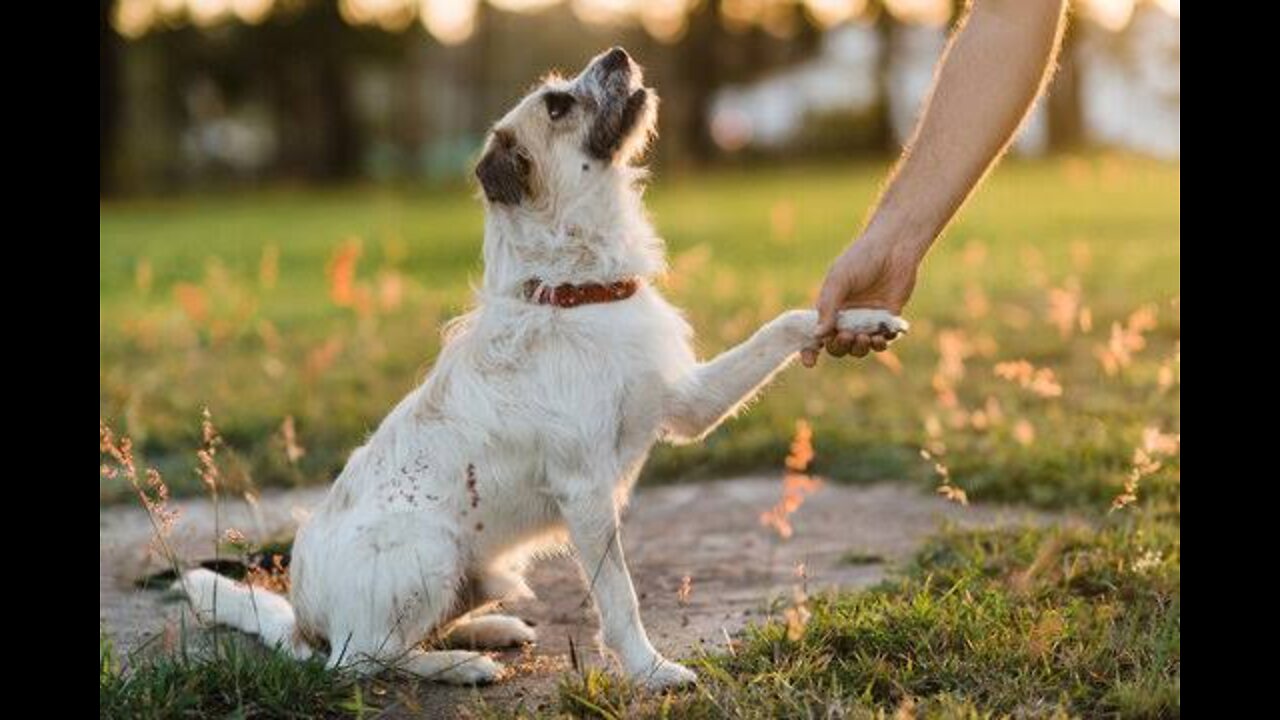 CUTE DOG SHAKE 👏 HAND