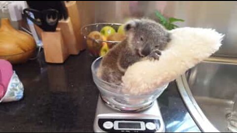 Adorable koala chills on a pillow as he gets weighed