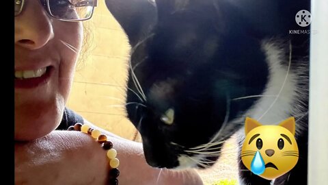 Le chat est le seul animal qui soit arrivé à domestiquer l'homme. est ce que c'est vrai?