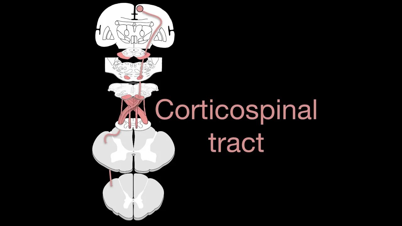 Corticospinal tract