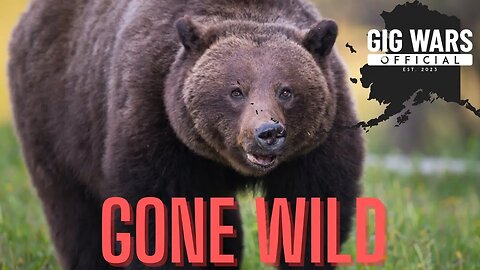 Gig Wars Exclusive: Live in Alaska - Grizzly Bear on the Move - But Where's It Going?