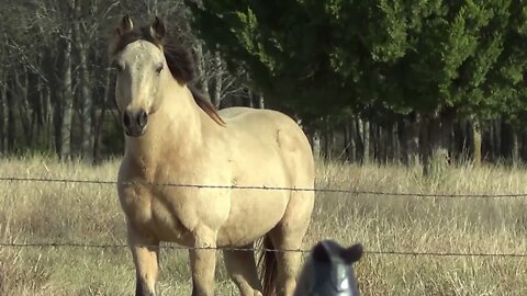 Caught The Horses Next To Each Other Sharing A Tree