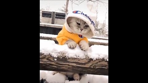 Cute And Funny Pets | Pets Compilation #5