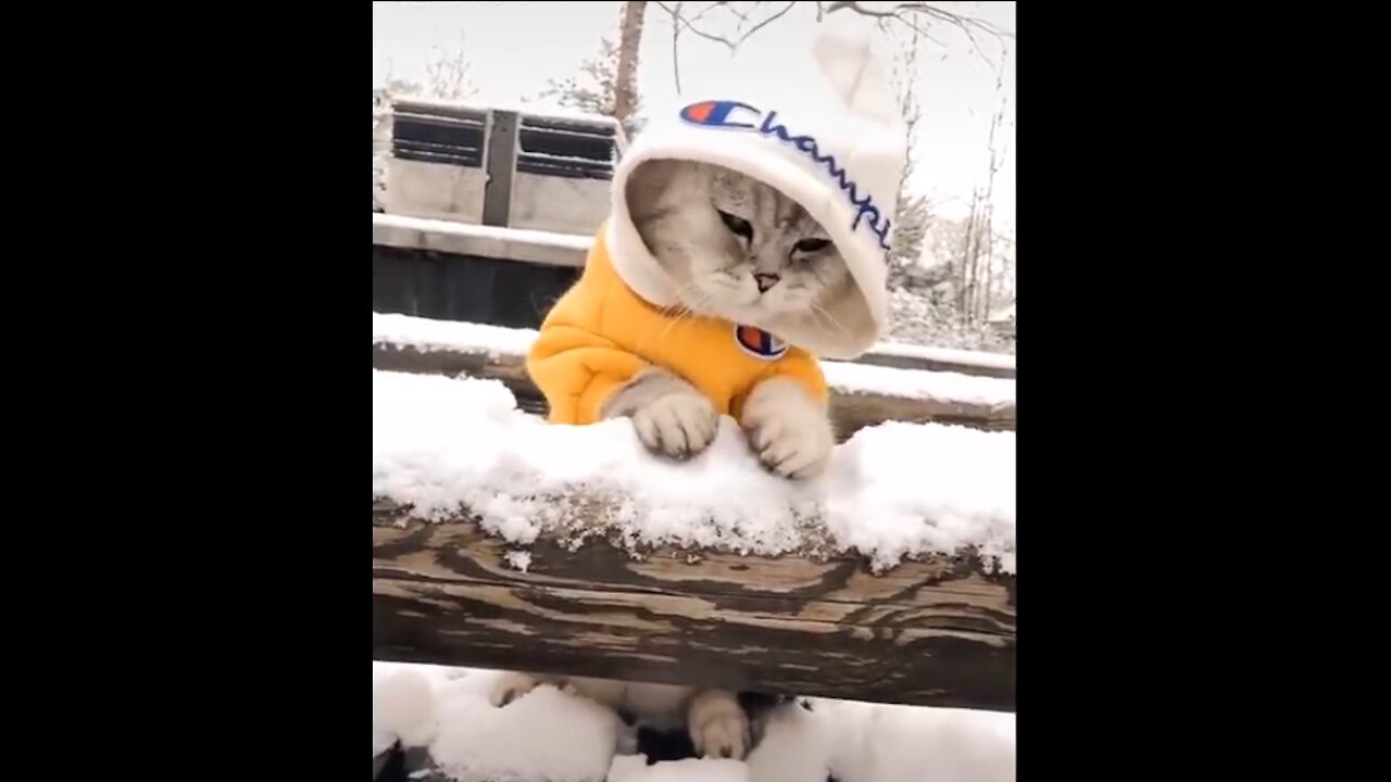 Cute And Funny Pets | Pets Compilation #5