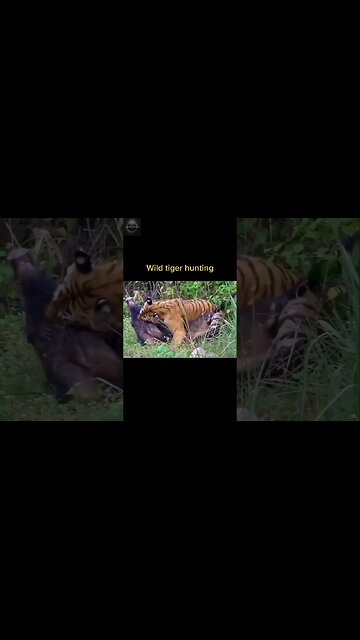 Exploring the Wonders of Wildlife: #shorts