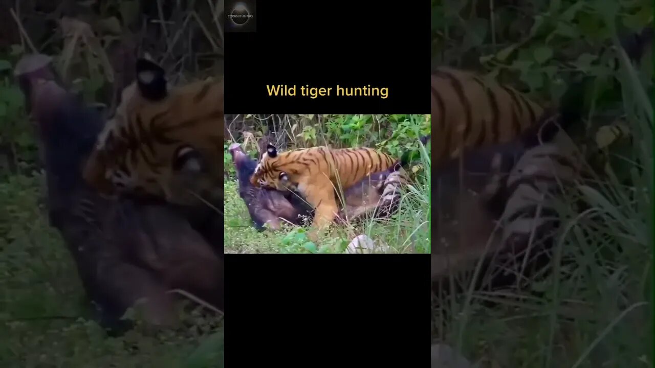 Exploring the Wonders of Wildlife: #shorts