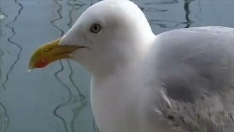 Eric the Pet Seagull Brighton Marina.
