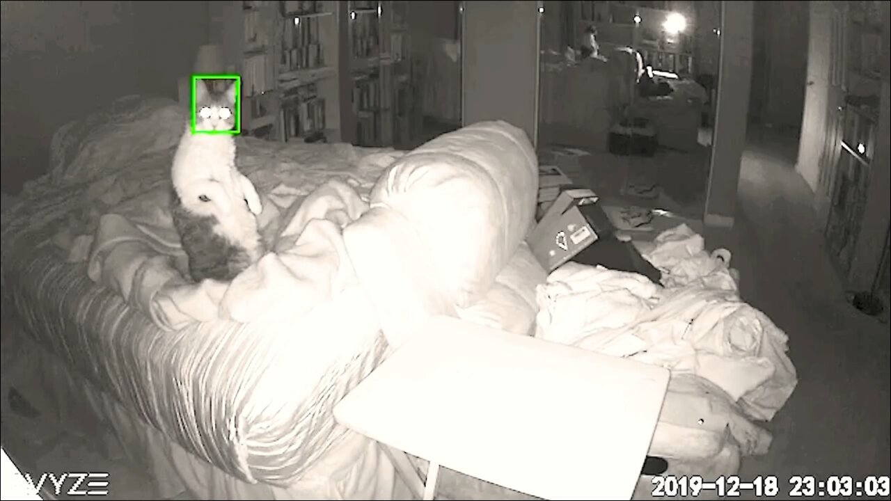 Ghost captured on camera disturbing cats