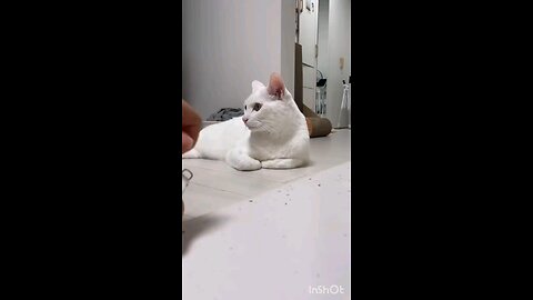 Funny animals 😄hub,funny animals club 🤣, funny animals dancing 💃😄, funny animals fighting 😄