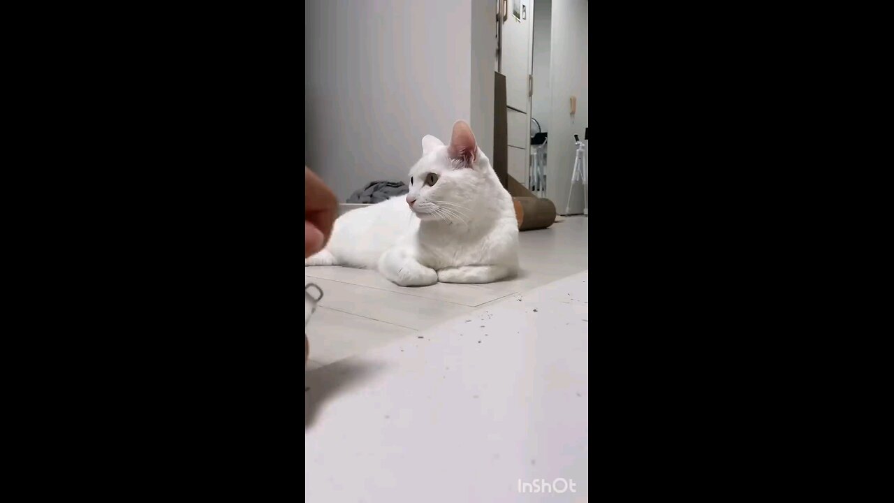 Funny animals 😄hub,funny animals club 🤣, funny animals dancing 💃😄, funny animals fighting 😄