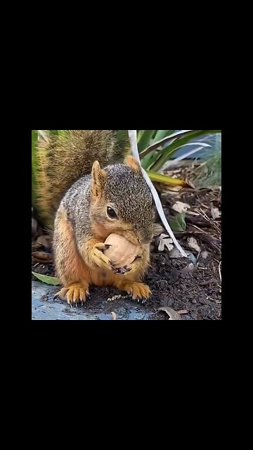 Funny Squirrel #Shorts #ytshorts #Dogs #Animals #Fun #UbertainmentFun