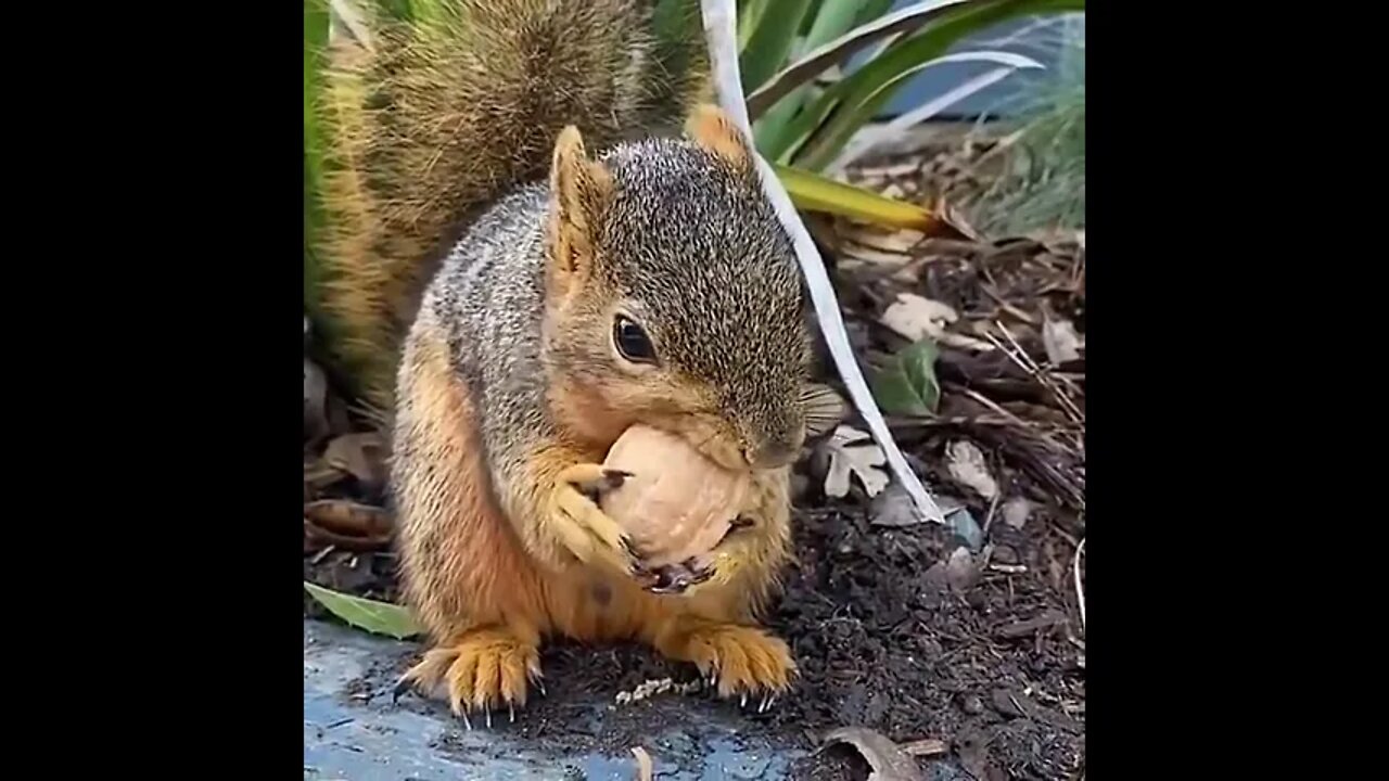 Funny Squirrel #Shorts #ytshorts #Dogs #Animals #Fun #UbertainmentFun