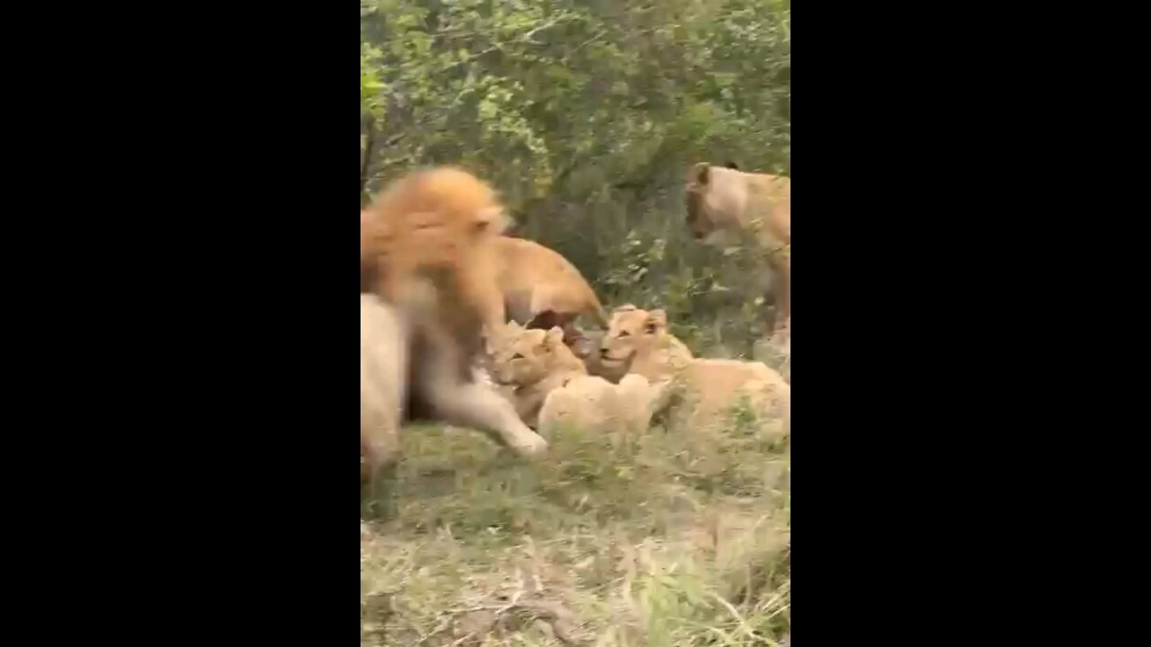 Male Lions Will Share With Their Cubs But The Females Get None.