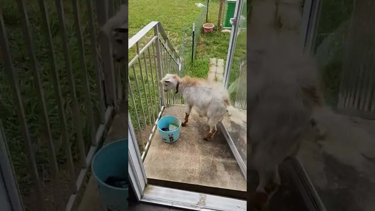 Get out Goat!!! #thegoats #goat #farmlife #nigeriandwarf