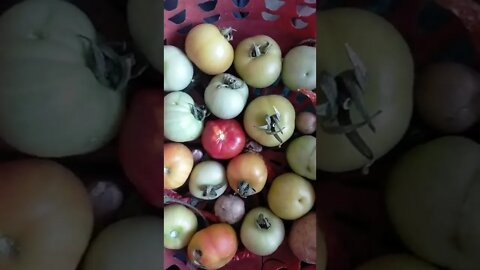 cherri tamatar Desi #short #youtubeshorts #sorts