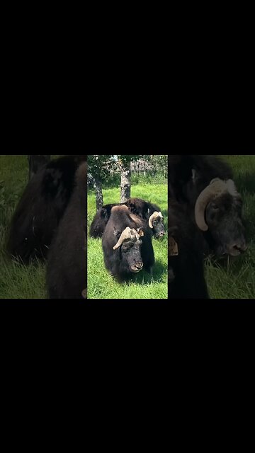 Musk Ox #Shorts
