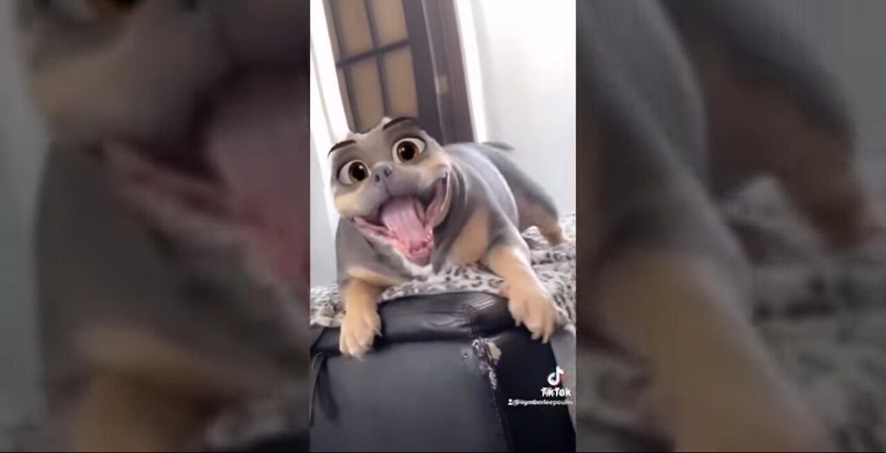Funny dogs
