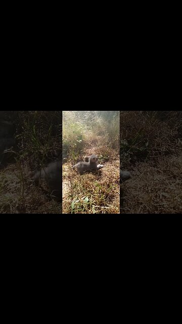 Kitten Doing Kitten Stuff