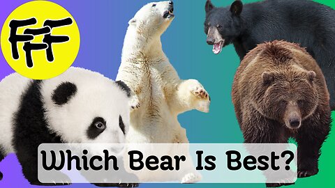 Which Bear Is Best?