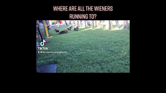 Tampa bay wiener dog race