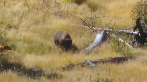 Bison grazing in Yellowstone National Park