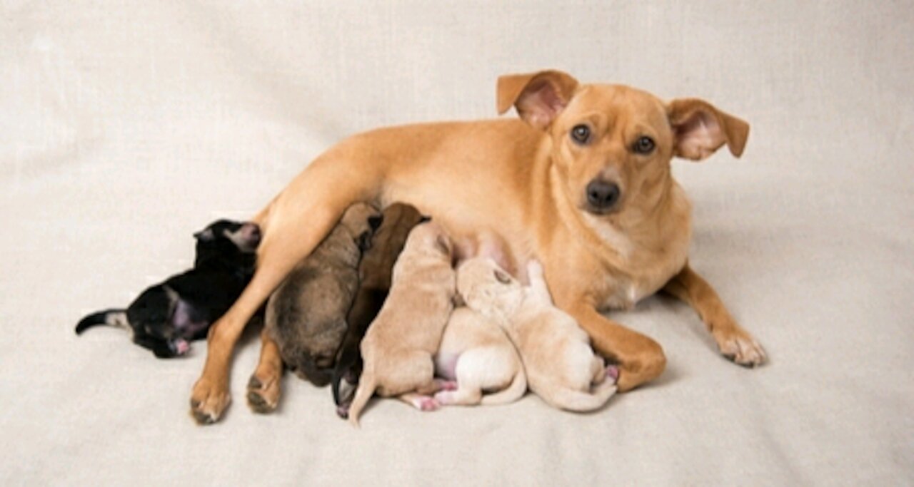 Caring for Newborn Puppies