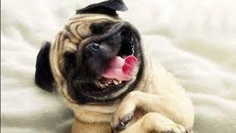 Funny dog video # shorts