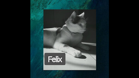 Relaxing time with "Felix" 😻 🐈