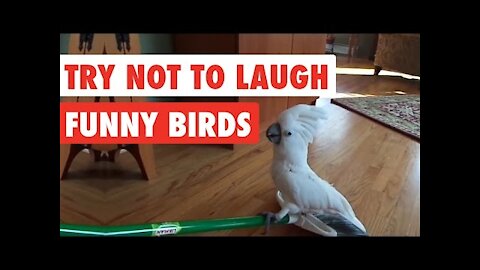 Try to not laugh - Funny Birds