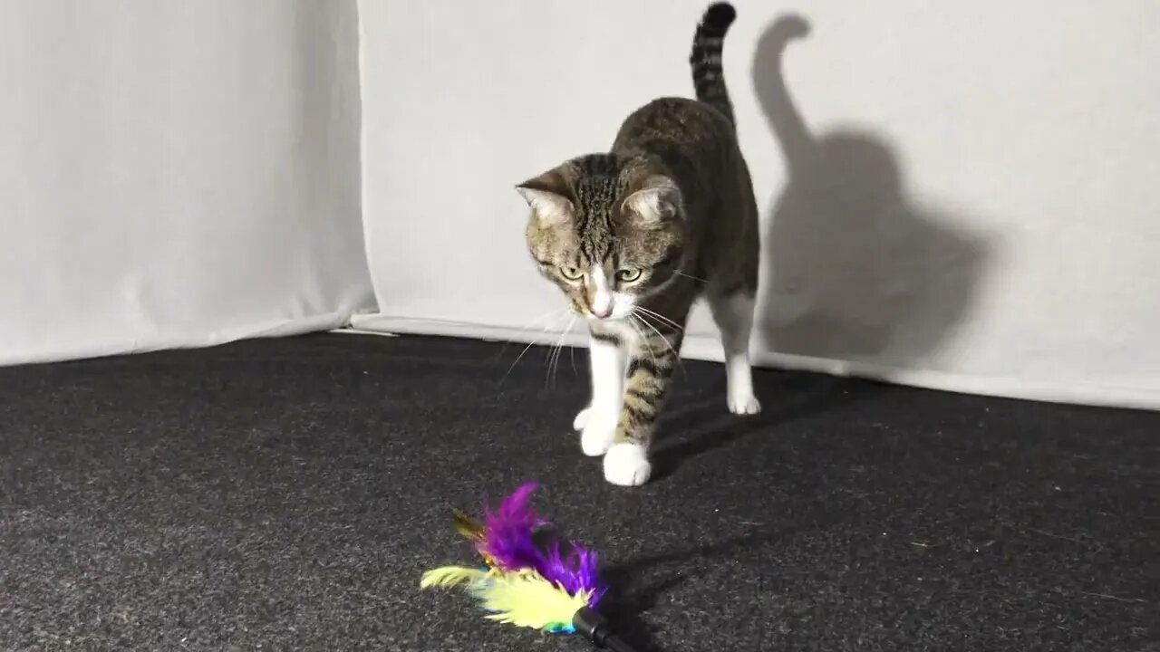 Sly Funny Cat Has a Human to Play with Him