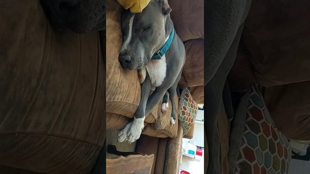 what do you think he's dreaming about? #einsteinsbackyard #pitties #pitbulls #dog #shorts #short