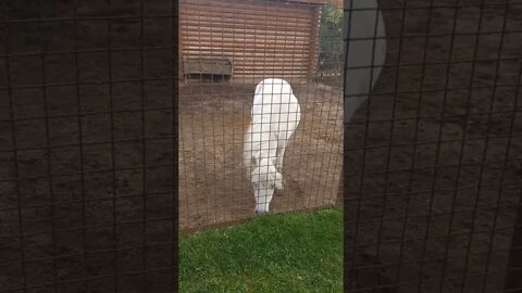 White and Black donkeys taking a walk