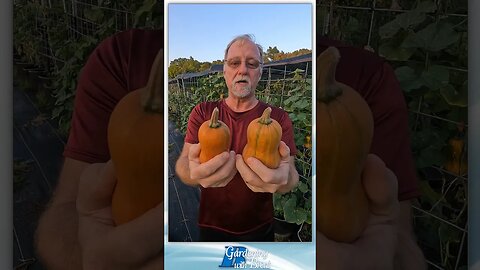 Honeynut Squash Harvest