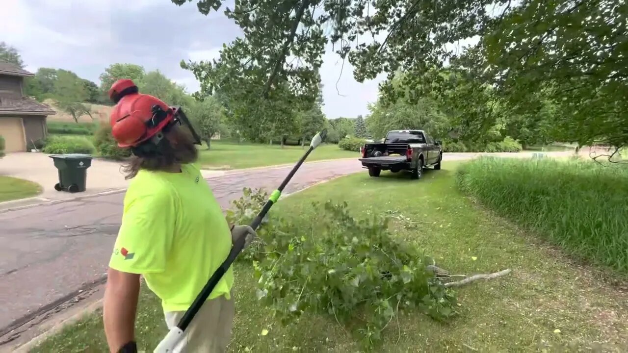 HF Portland Pole Saw doing Work! Plus Bonus - MS170 doing Limbing.