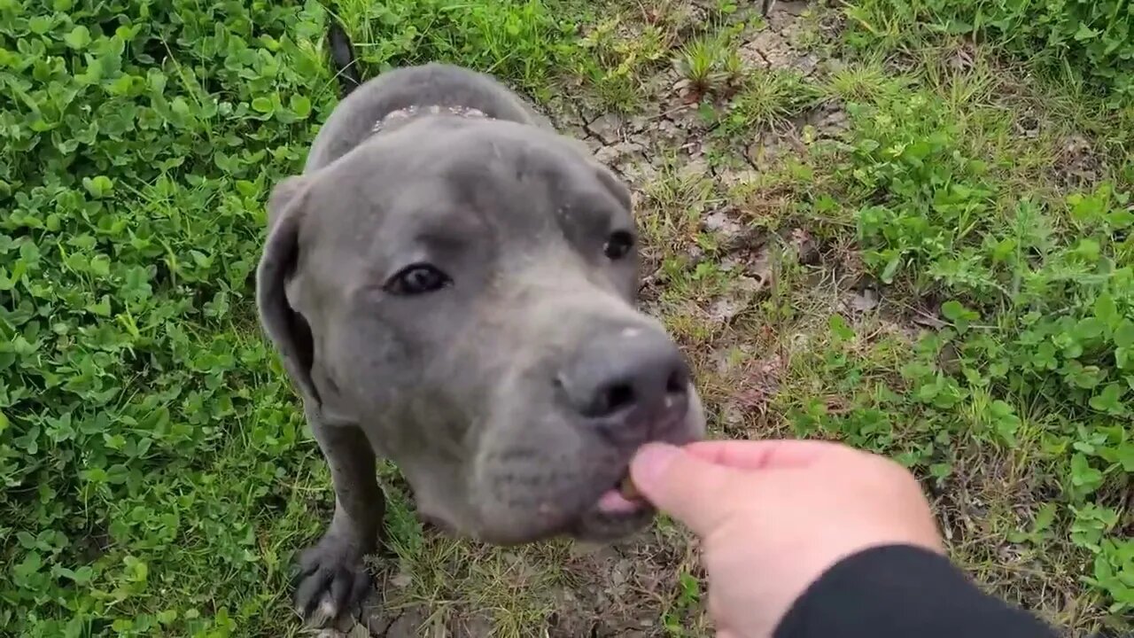Bruce The Puppy Cane Corso 50 KG 110 Lbs 10 Months Old