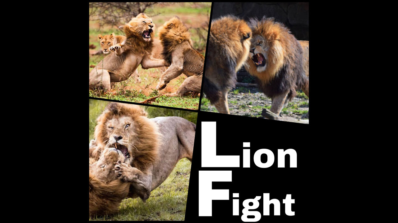 All Lion fights HD (original sound)