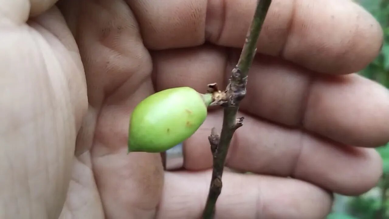 frutífera produzindo em vaso pitanga bananinha pitangatuba preta Nectarina pessego estamos enviando