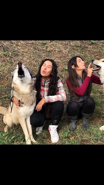 Caretakers convince their wolves to engage in howling match