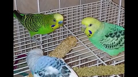 Piper the budgie way too excited around the females