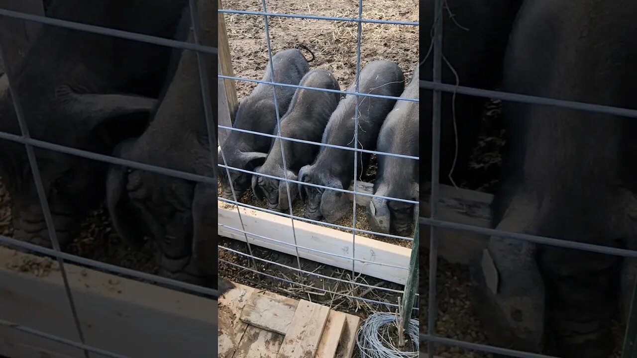 Pig feed trough system. - new design for our Meishan pigs #pigkeeping #pig #pigfeed #mangalitsa