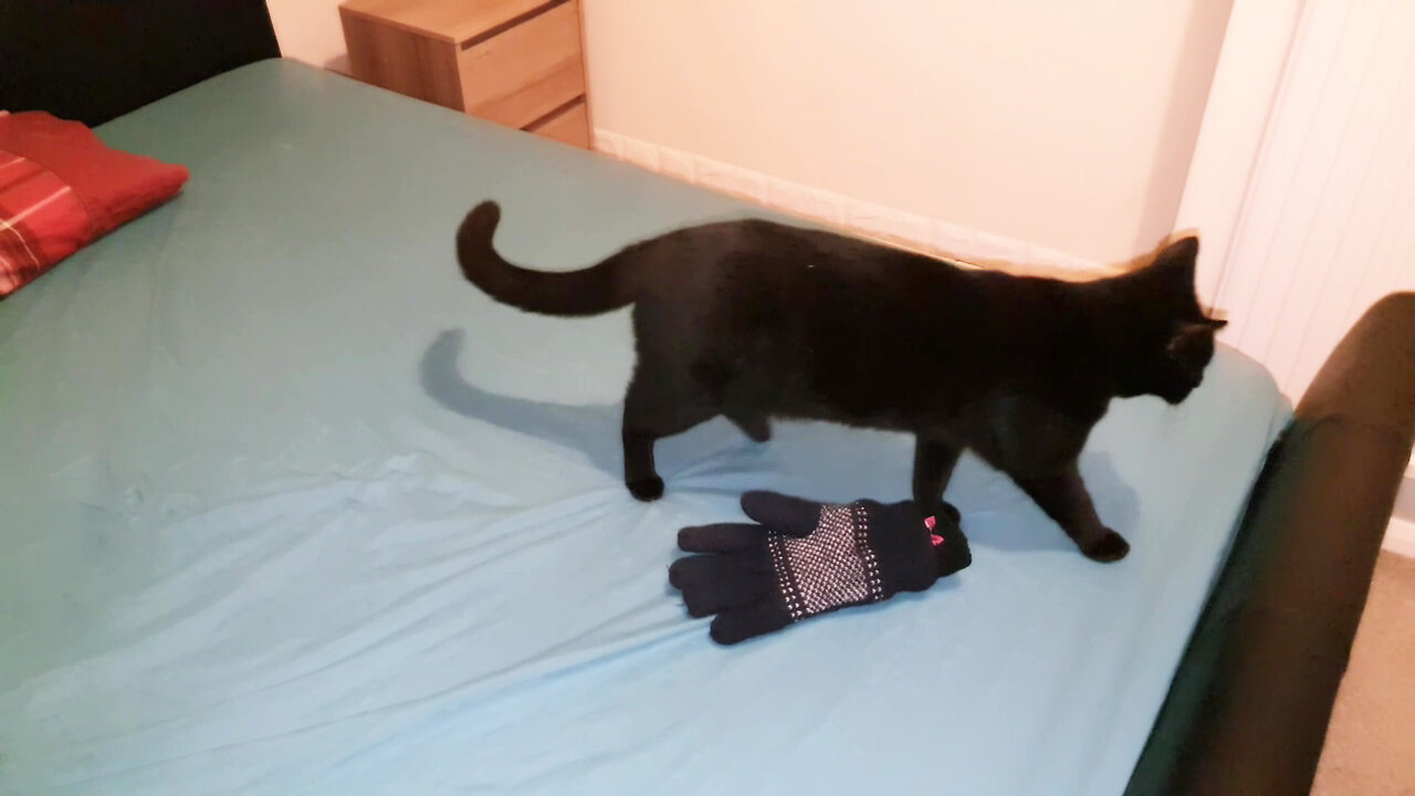 Those Cute Kittens Got All the time in the world to play