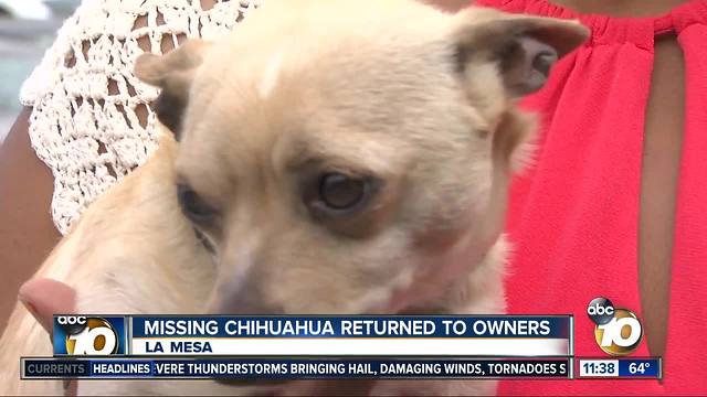 Missing Chihuahua returned to owners