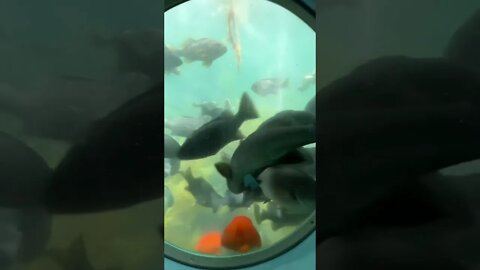 The Nautilus Submarine at Catalina Island, Los Angeles.