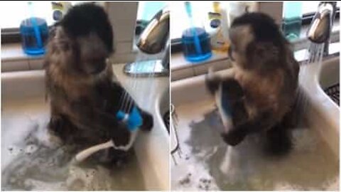 This monkey is very eager to help wash the dishes