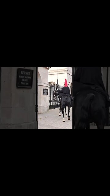Horse walks around #horseguardsparade